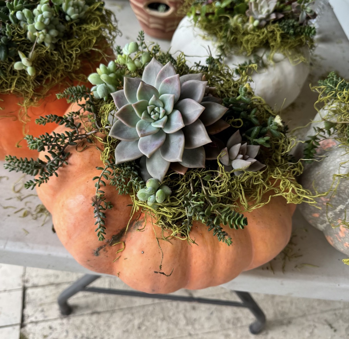 Succulent pumpkin centerpiece with echeveria rosettes, trailing greenery and moss